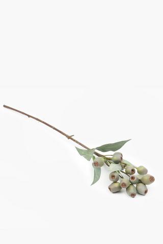Eucalyptus Pod Single Stem, 66cm