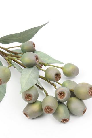 Eucalyptus Pod Single Stem, 66cm