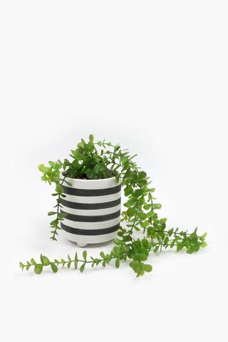 Stripe Potted Trailing Grass, 13x15cm