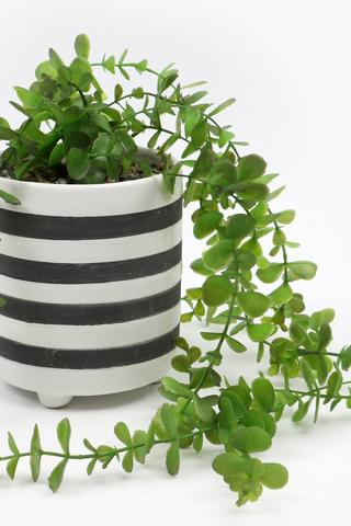 Stripe Potted Trailing Grass, 13x15cm