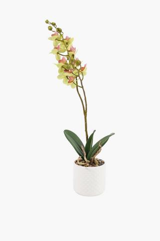 Dimple Pot Orchid, 10x44cm