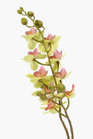 Dimple Pot Orchid, 10x44cm