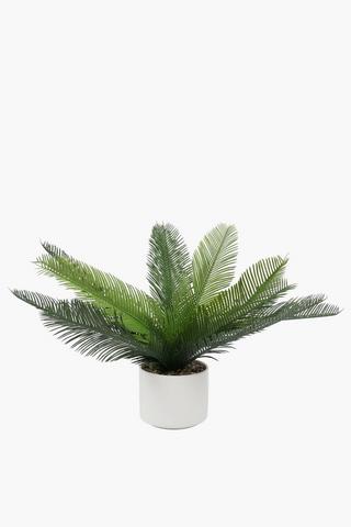 Potted Cycad Plant, 12x40cm