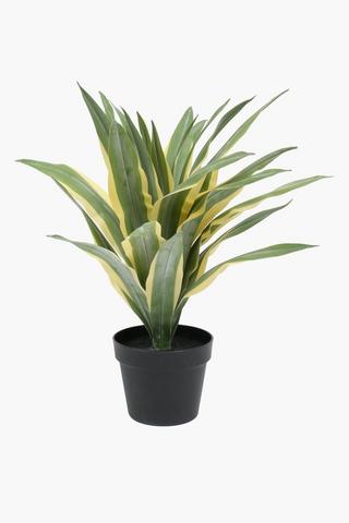 Caribbean Agave Plant, 45x55cm