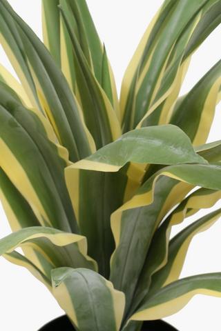 Caribbean Agave Plant, 45x55cm