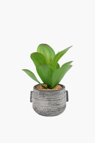 Japanese Lily Succulent, 11x23cm