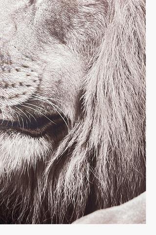 Lion Gaze Canvas, 60x90cm