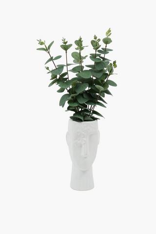 Gum Leaf Head Plant, 48cm