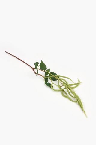 Amaranthus Single Stem, 92cm