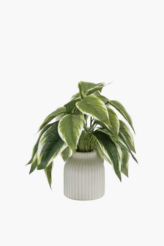 Variegated Leaf Plant, 24cm