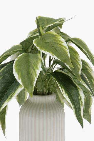 Variegated Leaf Plant, 24cm