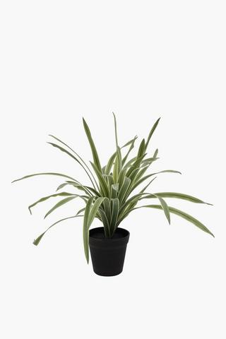 Spider Plant, 35x29cm