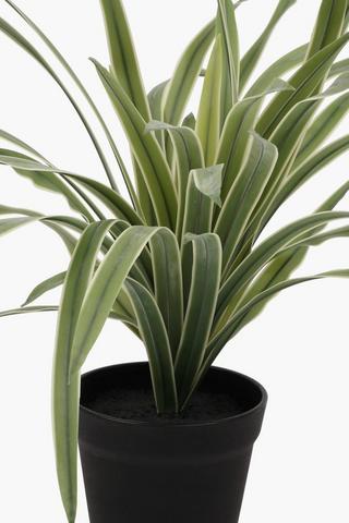 Spider Plant, 35x29cm