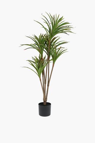 Dracaena Tree, 120cm