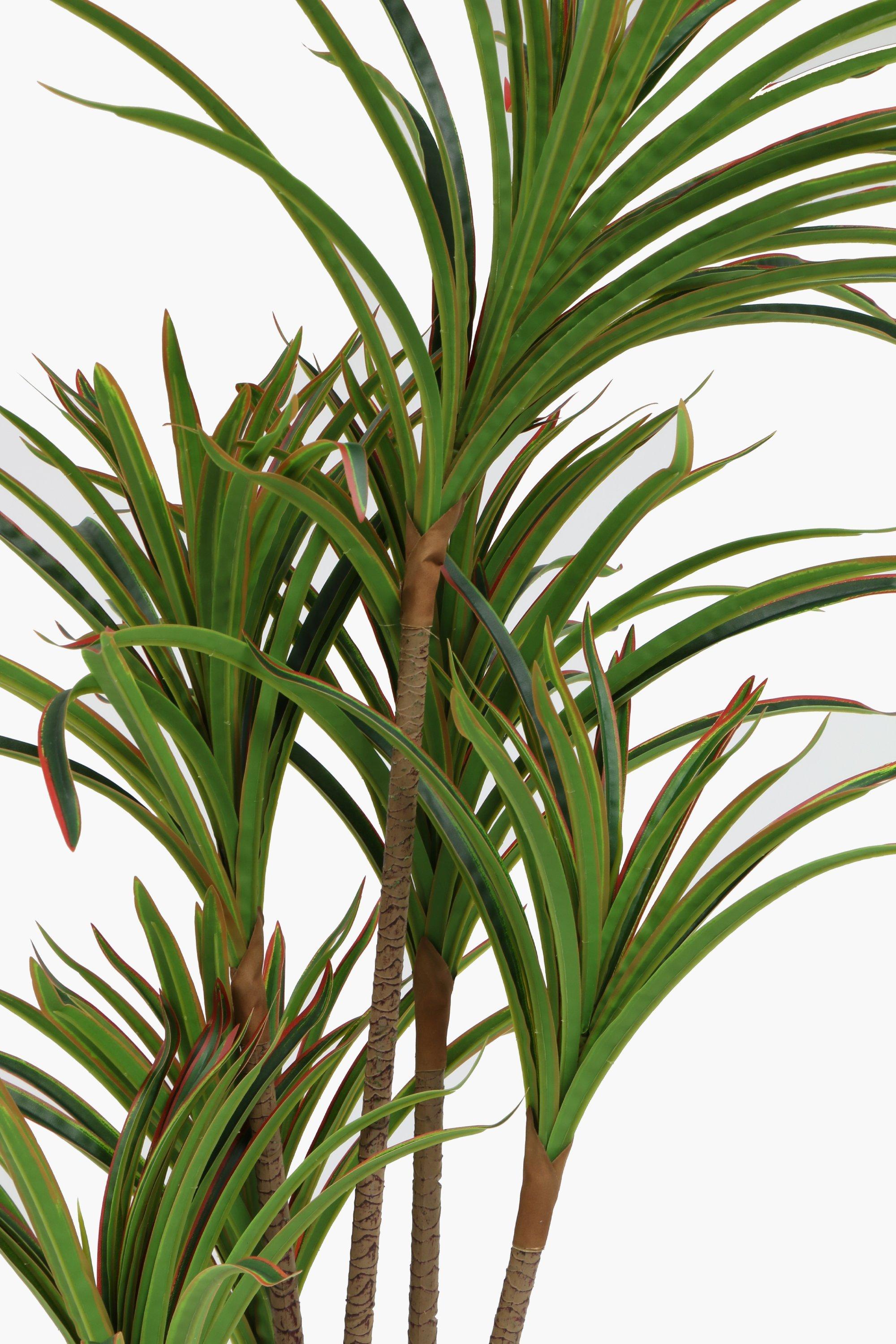 Dracaena Tree, 120cm