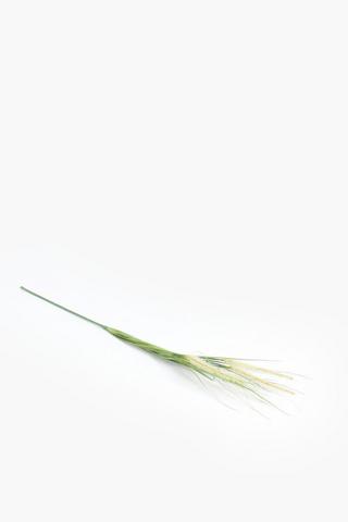 Cats Tail Grass Single Stem, 82 Cm