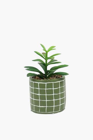 Check Pot Agave, 9x16cm