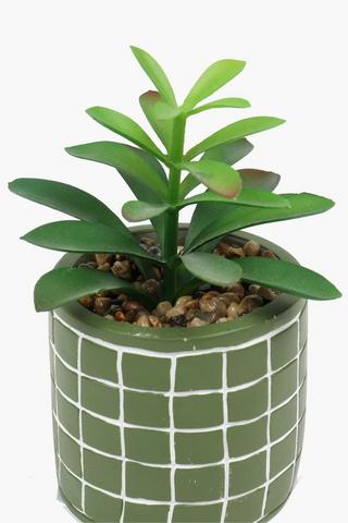 Check Pot Agave, 9x16cm