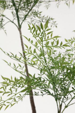 Fine Leaf Tree, 127cm