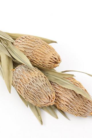 Banksia Bunch Single Stem, 100cm