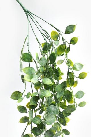 Sedum Trail Single Stem, 78cm