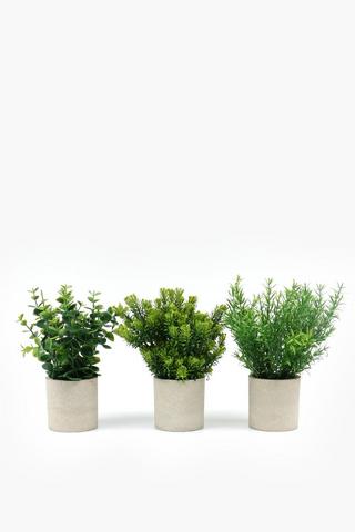 Assorted Greenery In Paper Pot, 7x22xm
