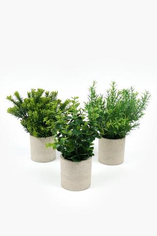 Assorted Greenery In Paper Pot, 7x22xm