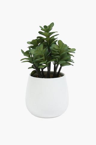 Potted Spekboom Plant, 13x35cm