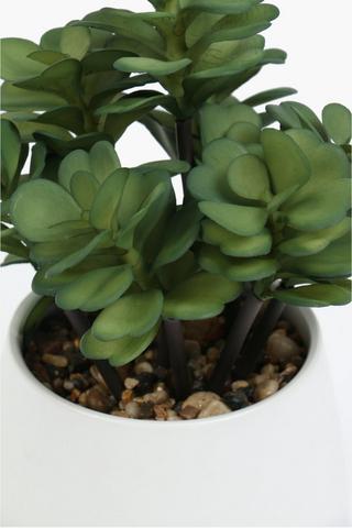 Potted Spekboom Plant, 13x35cm