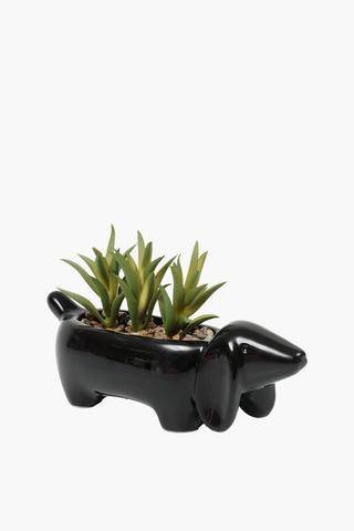 Multi-succulent In Sausage Dog Pot