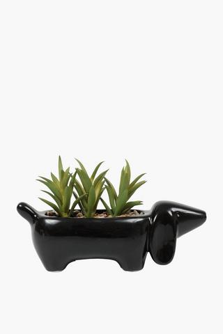 Multi-succulent In Sausage Dog Pot