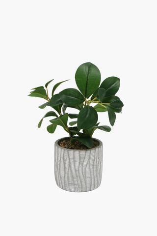 Evergreen Plant In Etch Pot, 13x35cm