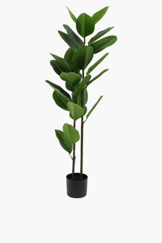 Rubber Tree, 125cm
