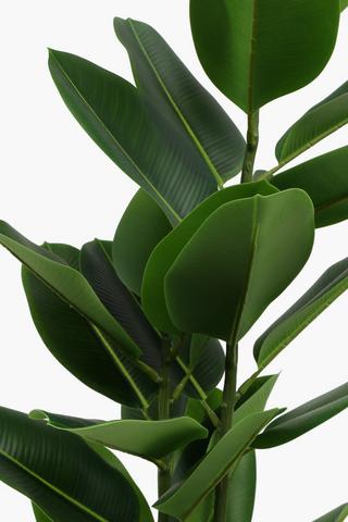 Rubber Tree, 125cm