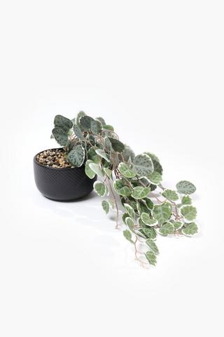 Trailing Gum Leaf In Dotted Pot, 13x7,5cm