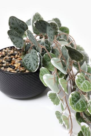 Trailing Gum Leaf In Dotted Pot, 13x7,5cm