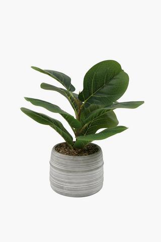 Fiddle Plant In Scratch Pot, 15x35cm