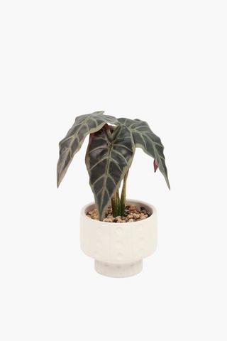 Begonia In Footed Pot, 12x27cm