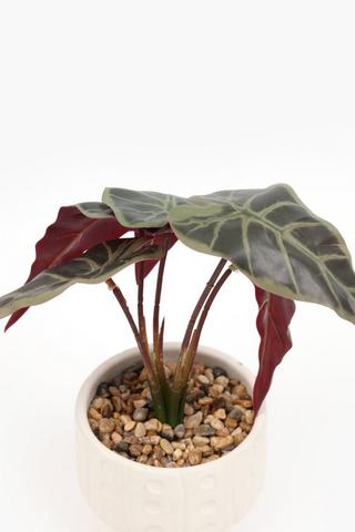 Begonia In Footed Pot, 12x27cm