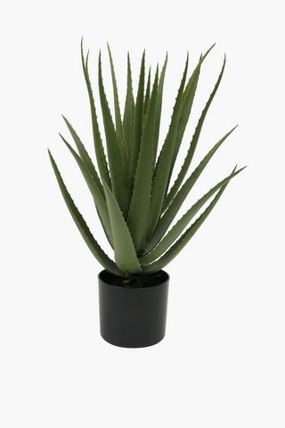 Aloe Vera Plant, 40x40cm