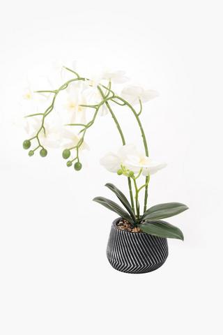 Zig Zag Potted Orchid, 10x45cm