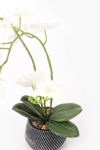 Zig Zag Potted Orchid, 10x45cm