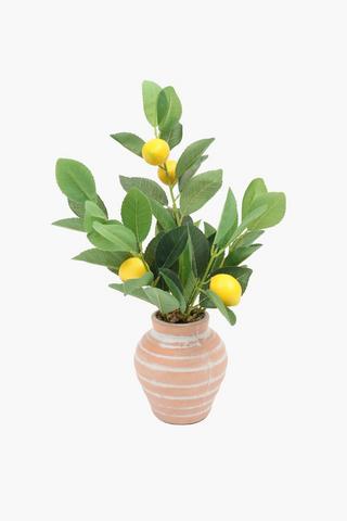 Lemon Tree In Urn, 42cm