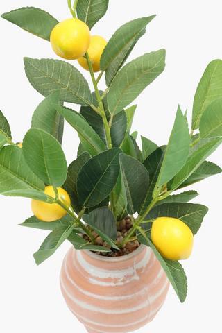 Lemon Tree In Urn, 42cm