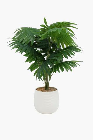Spotted Pot Fan Leaf, 14x53cm