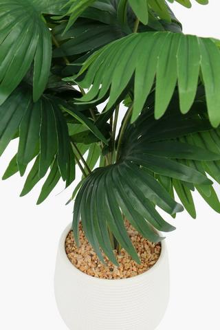 Spotted Pot Fan Leaf, 14x53cm