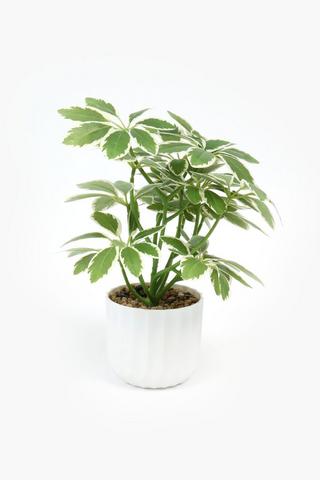 Facet Potted Variegated Plant, 11x29cm