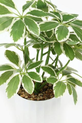 Facet Potted Variegated Plant, 11x29cm
