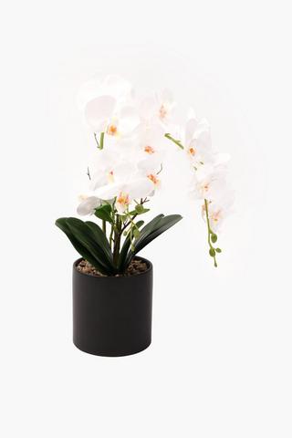 Classic Glaze Potted Orchid, 14x49cm