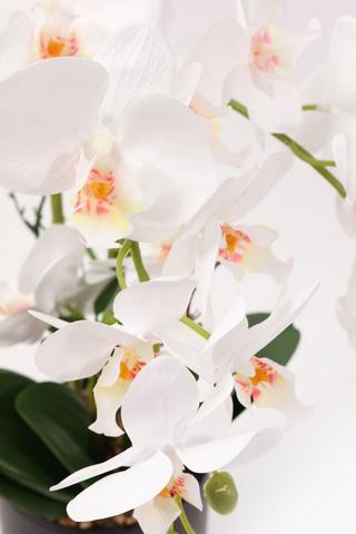 Classic Glaze Potted Orchid, 14x49cm